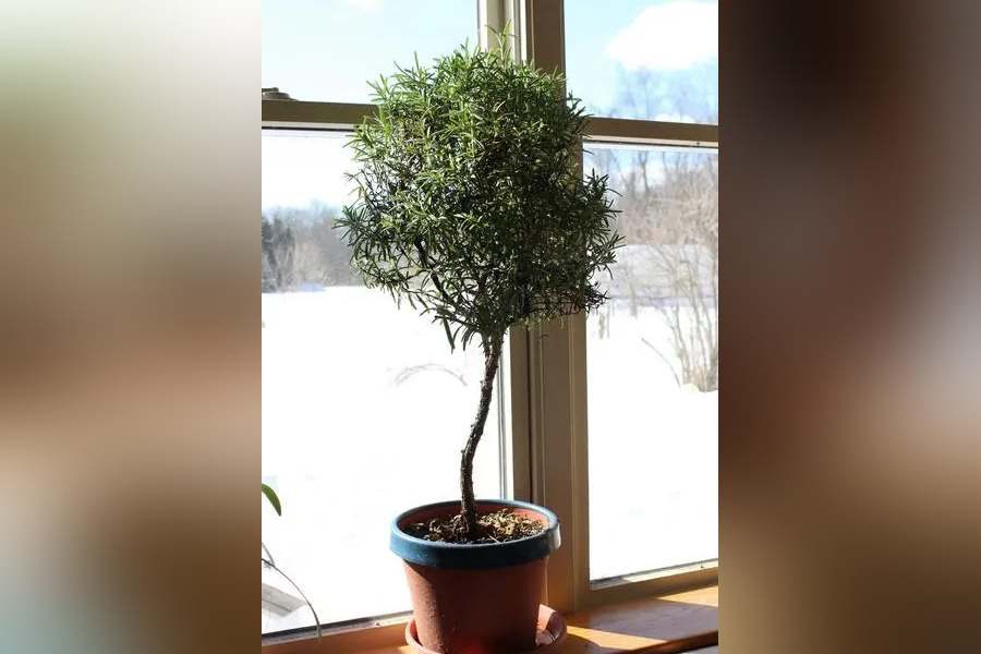 রোজমেরি শুধুমাত্র আপনার চুলের জন্য নয়, আপনার বাড়িতে শুদ্ধতা নিয়ে আসার জন্যও একটি শক্তিশালী ভেষজ। বিশ্বাস করা হয়, দরজার কাছে রোজমেরির ডাল এবং পাতা রাখলে আপনার বাড়ি থেকে নেতিবাচকতা সরে যাবে। এ ছাড়াও, বারান্দার দরজার কাছে একটি স্বাস্থ্যকর রোজমেরি গাছের টব রেখে দিতে পারেন।