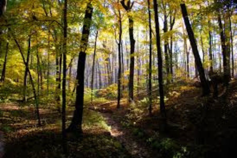 তখন বিয়ের মতো প্রথা প্রচলিত ছিল না। সেই জঙ্গলে কালু নামে এক জন বাস করত, যে ধীরমতি ও বীরভানের একসঙ্গে থাকা পছন্দ করত না।