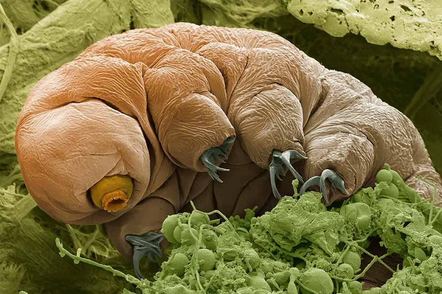 New species of tardigrade found that can resist huge radiation