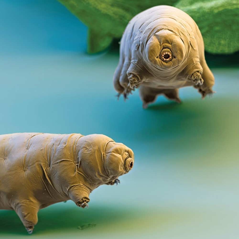 New species of tardigrade found that can resist huge radiation 