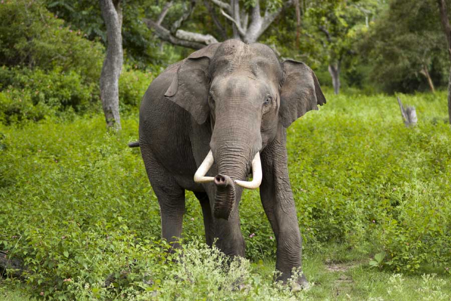 Elephants have migrated from Chhattisgarh to Madhya Pradesh