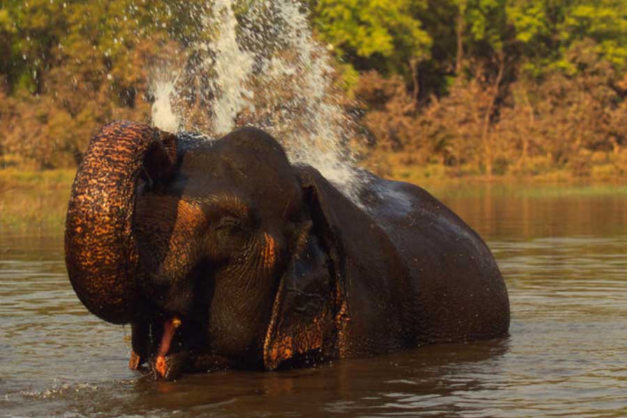 Elephants have migrated from Chhattisgarh to Madhya Pradesh