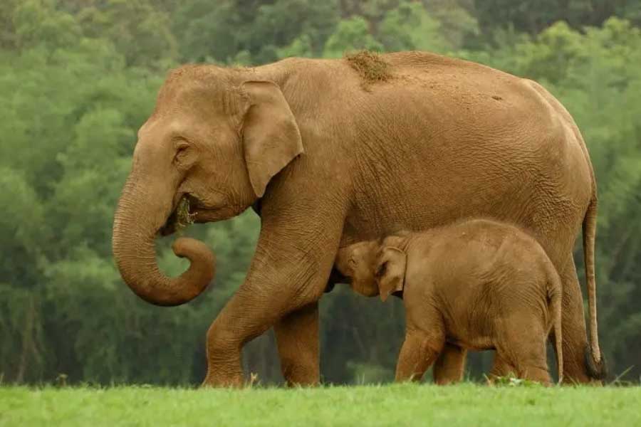 Elephants have migrated from Chhattisgarh to Madhya Pradesh
