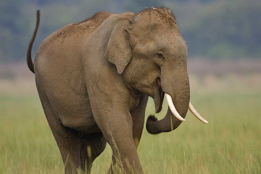 Elephants have migrated from Chhattisgarh to Madhya Pradesh