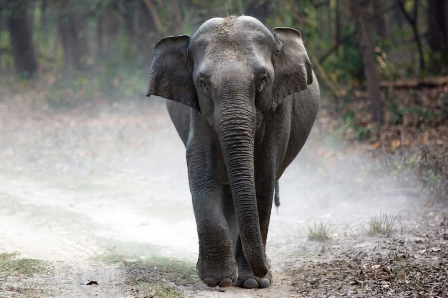 Elephants have migrated from Chhattisgarh to Madhya Pradesh