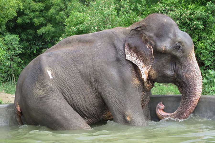 Elephants have migrated from Chhattisgarh to Madhya Pradesh