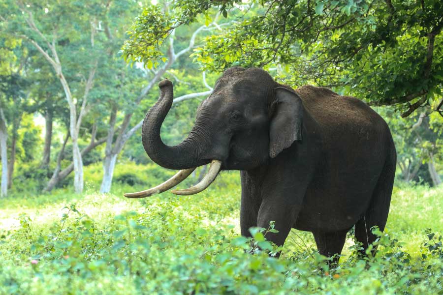 Elephants have migrated from Chhattisgarh to Madhya Pradesh