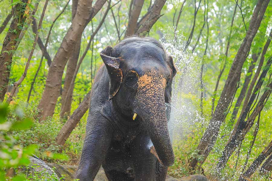 Elephants have migrated from Chhattisgarh to Madhya Pradesh