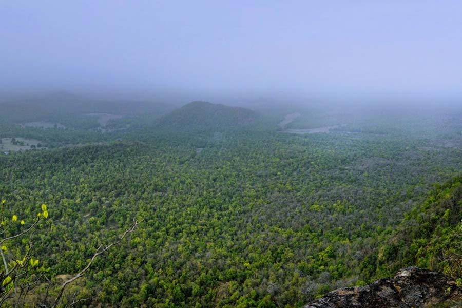 Elephants have migrated from Chhattisgarh to Madhya Pradesh