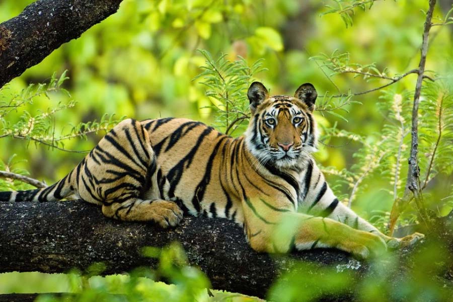 Elephants have migrated from Chhattisgarh to Madhya Pradesh