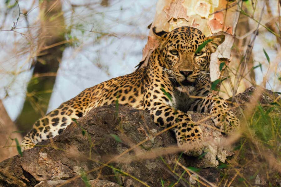 Elephants have migrated from Chhattisgarh to Madhya Pradesh