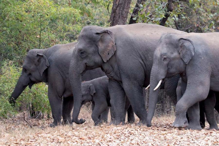 Elephants have migrated from Chhattisgarh to Madhya Pradesh