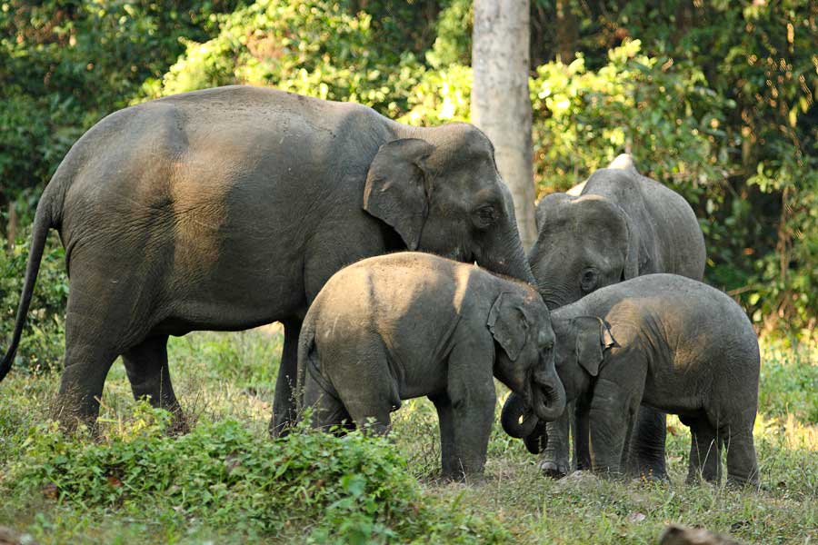 Elephants have migrated from Chhattisgarh to Madhya Pradesh
