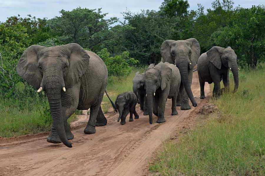 Elephants have migrated from Chhattisgarh to Madhya Pradesh