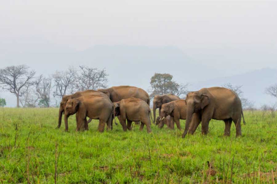 Elephants have migrated from Chhattisgarh to Madhya Pradesh
