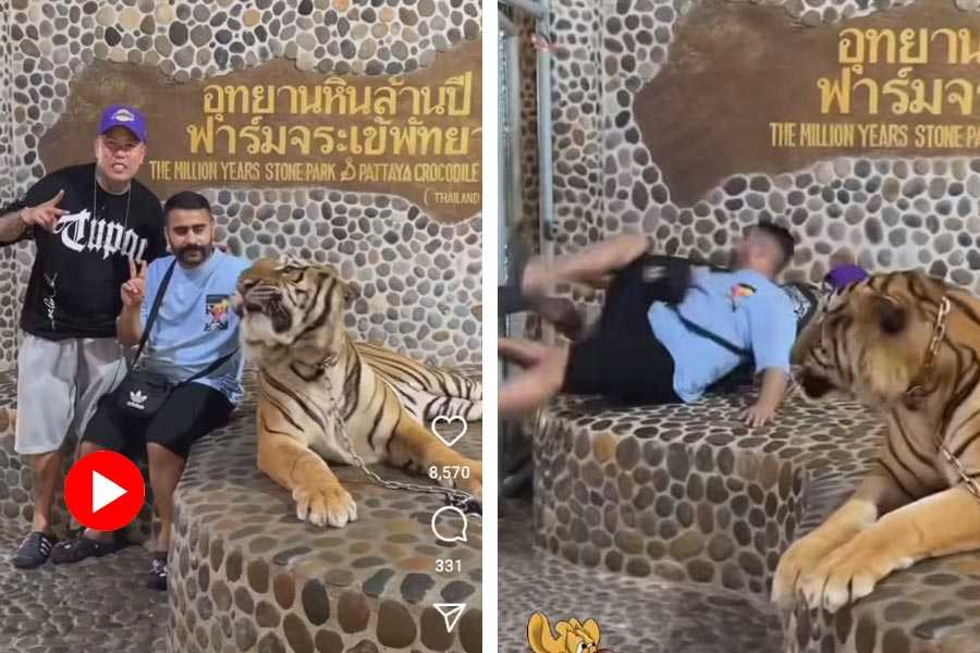 Funny video of tiger roaring at two men in Thailand