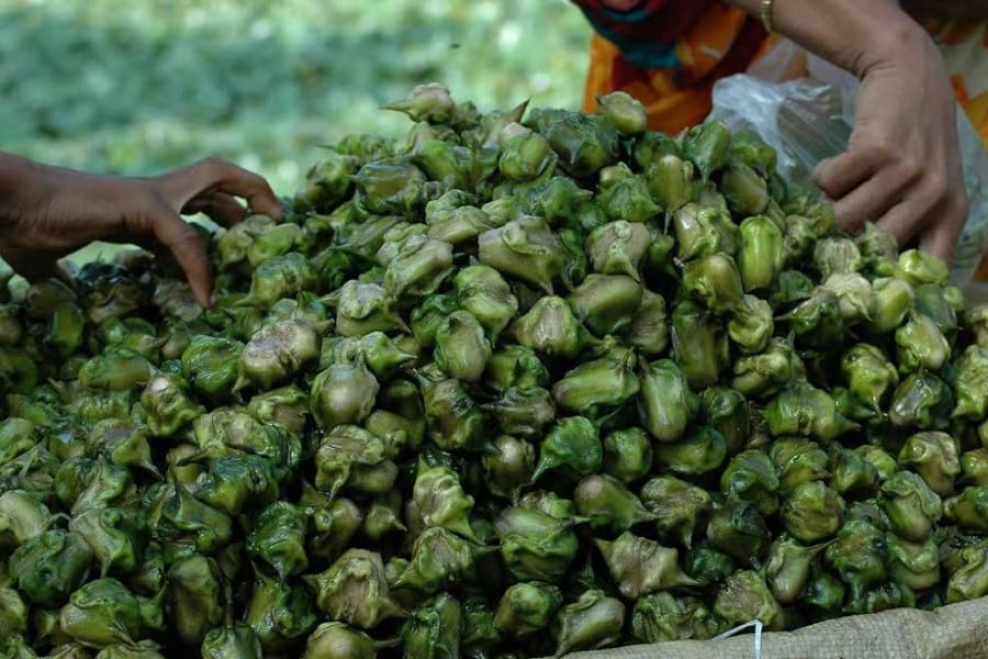 ভিটামিন এবং খনিজে ভরপুর পানিফল।