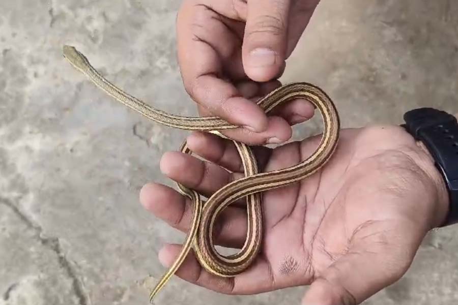 Rare Indian Sand Snake rescued from Murshidabad district of West Bengal