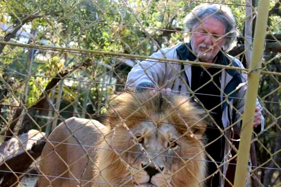 The sad story of Lion Man 3 lions and Lion Game Lodge