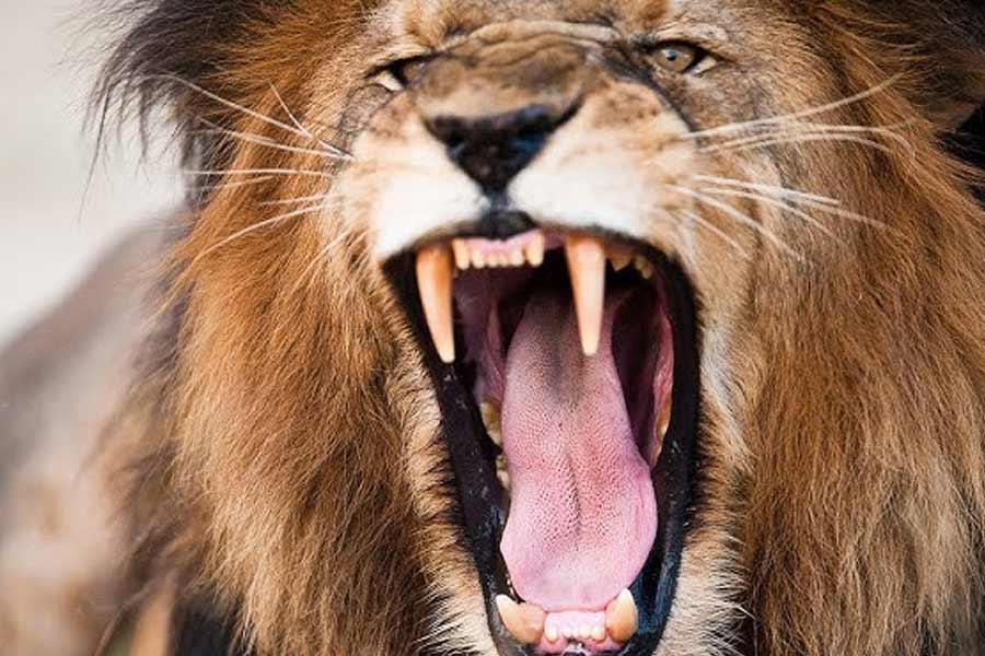 The sad story of Lion Man 3 lions and Lion Game Lodge