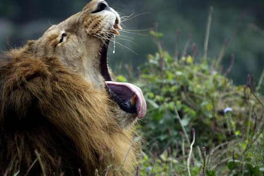 The sad story of Lion Man 3 lions and Lion Game Lodge