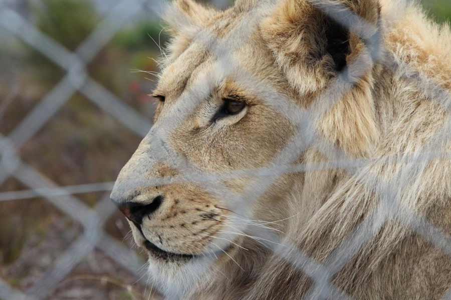 The sad story of Lion Man 3 lions and Lion Game Lodge