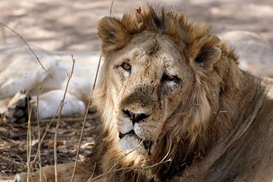 The sad story of Lion Man 3 lions and Lion Game Lodge