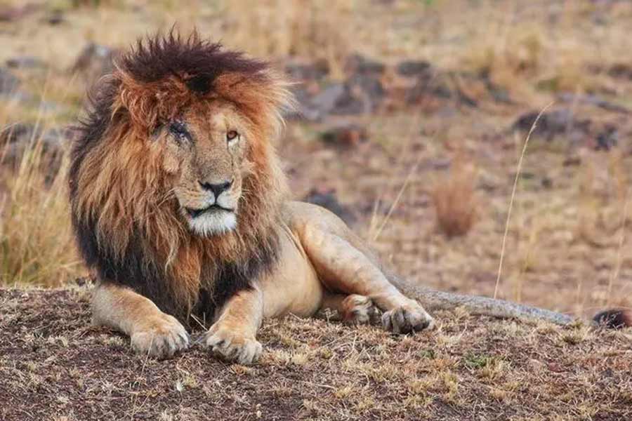 The sad story of Lion Man 3 lions and Lion Game Lodge