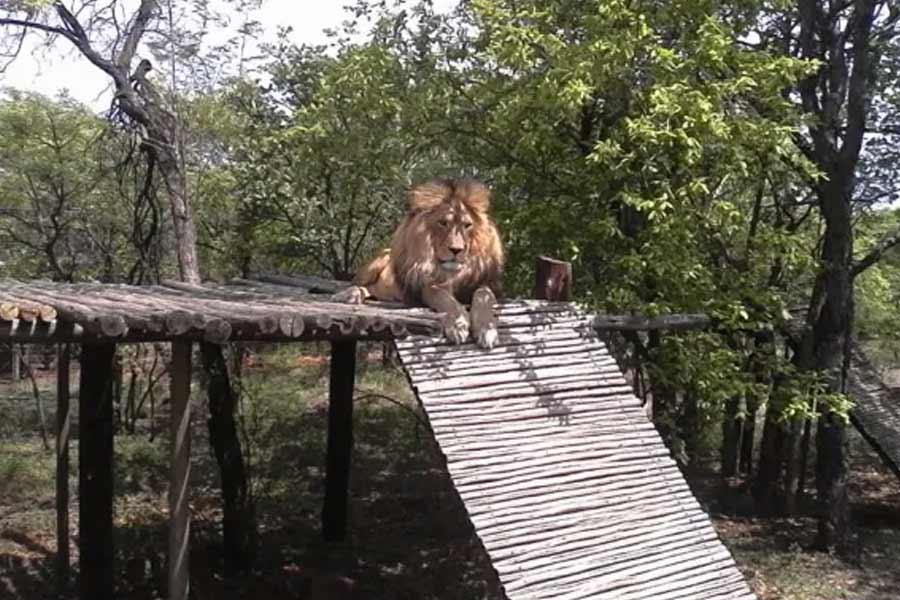 The sad story of Lion Man 3 lions and Lion Game Lodge