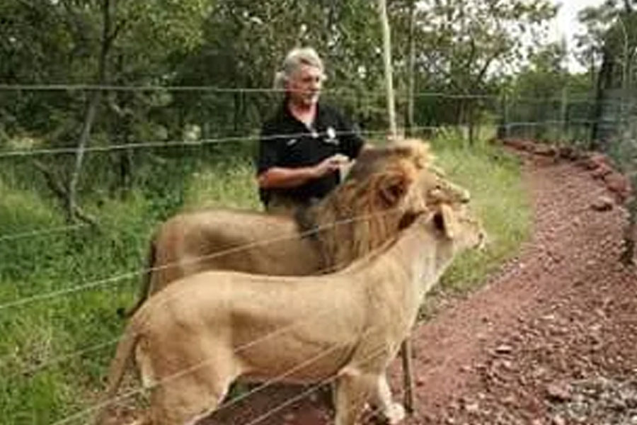 The sad story of Lion Man 3 lions and Lion Game Lodge