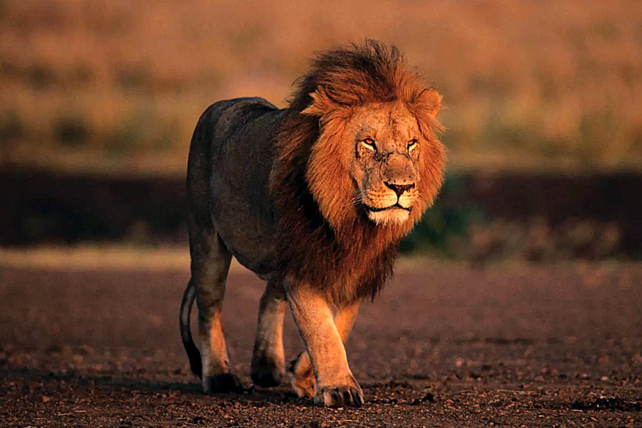 The sad story of Lion Man 3 lions and Lion Game Lodge