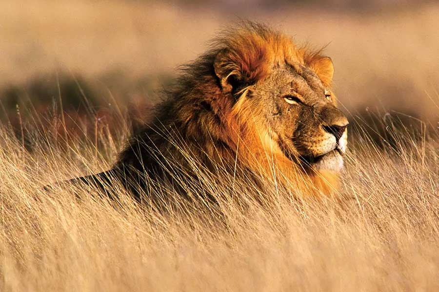 The sad story of Lion Man 3 lions and Lion Game Lodge