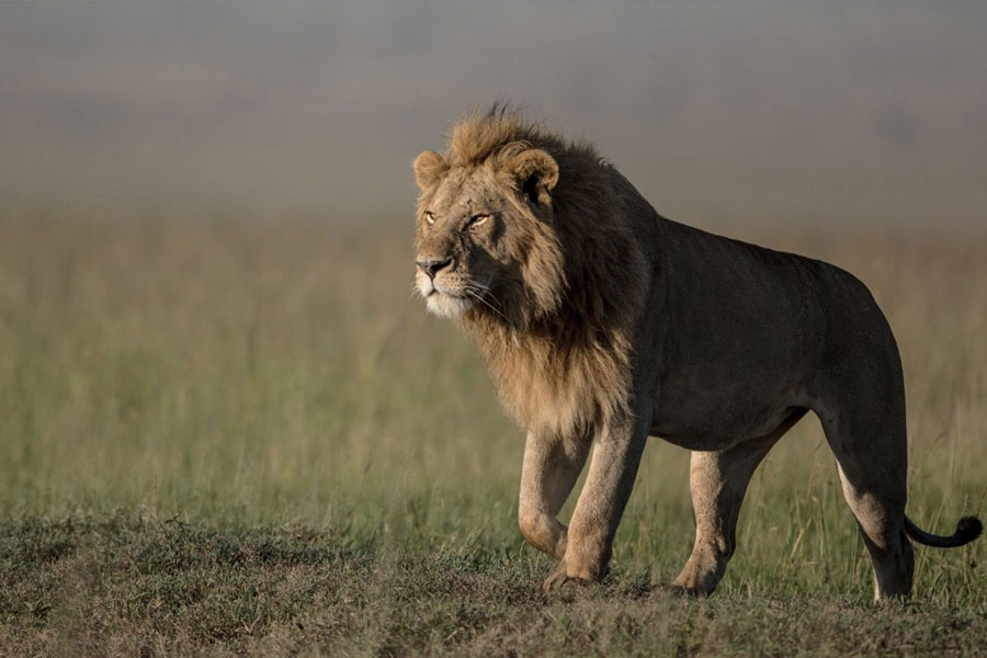 The sad story of Lion Man 3 lions and Lion Game Lodge