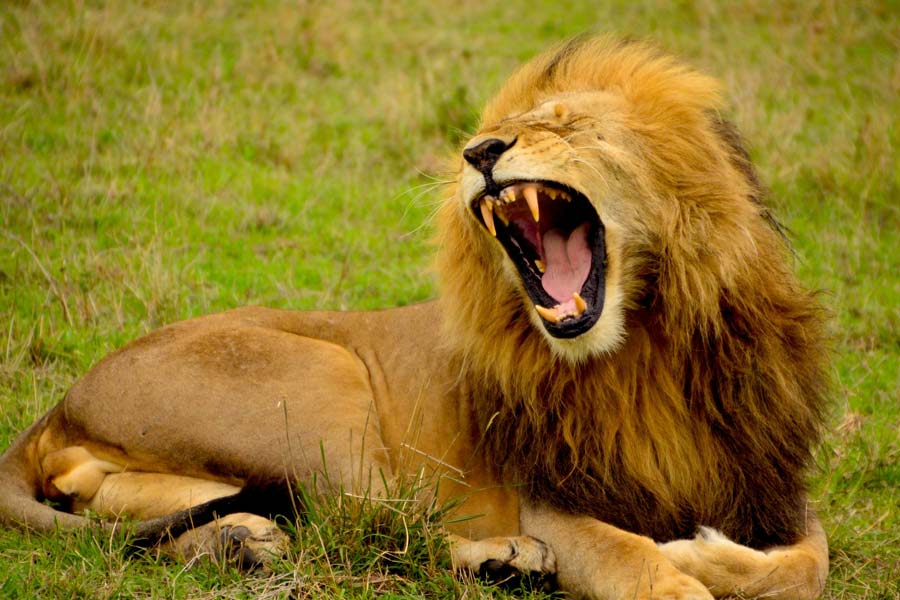 The sad story of Lion Man 3 lions and Lion Game Lodge