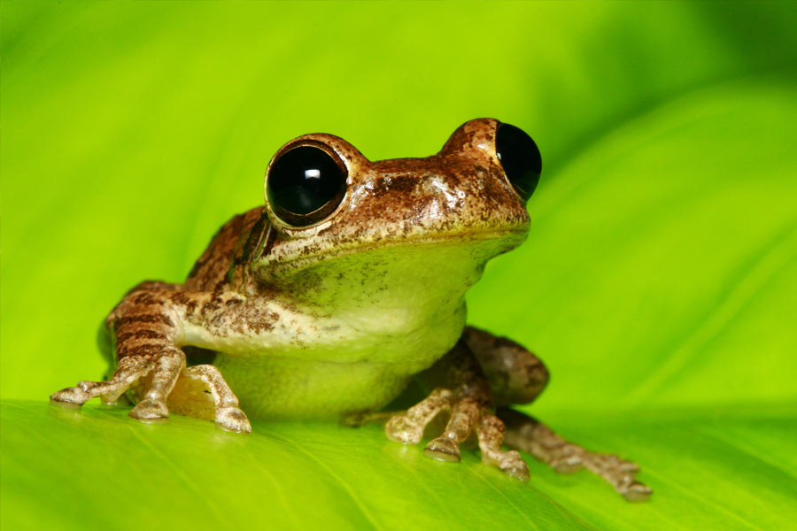 frog
