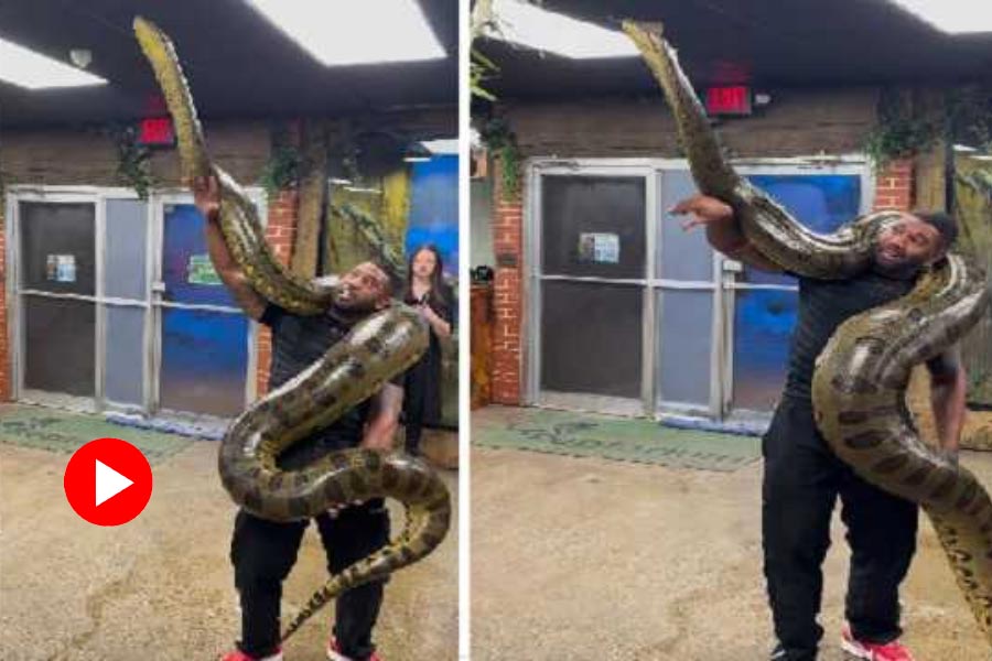 Video of man holding a huge green anaconda on shoulder