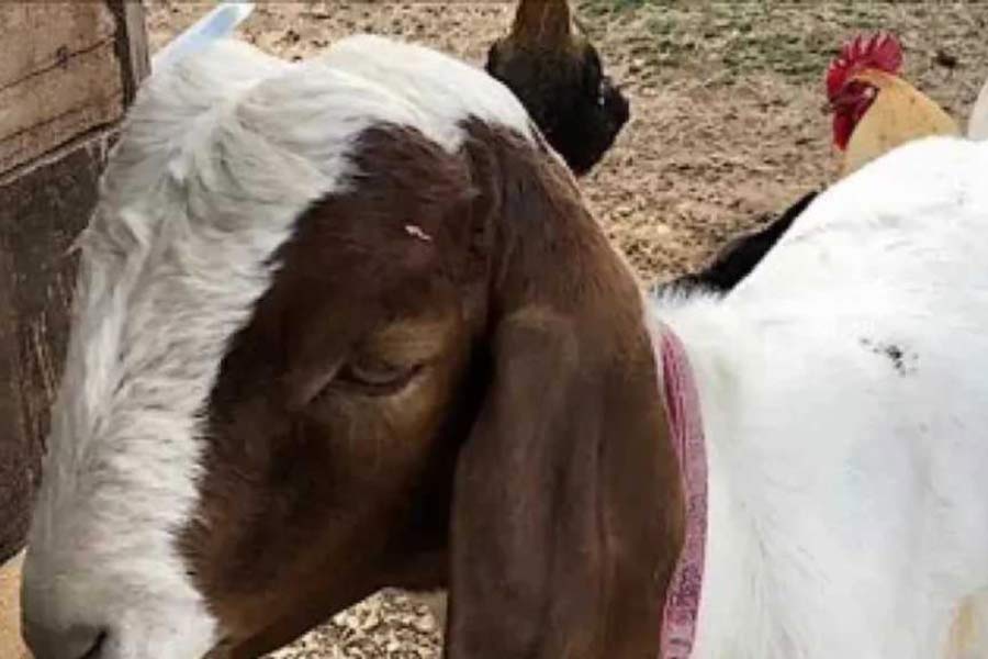 An 11-year-old California girl is to be awarded 2.5 crore for her pet goat