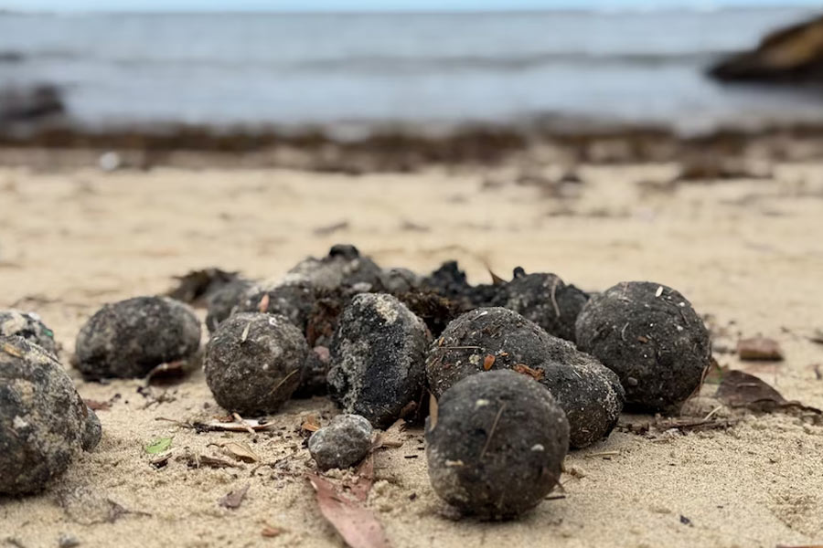 mysterious black balls washed up on several Sydney beaches