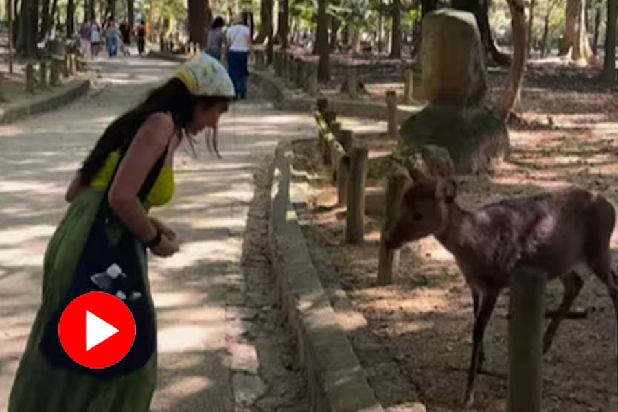 Japan\\\\\\\'s Nara deer bowing back to woman went viral on social media