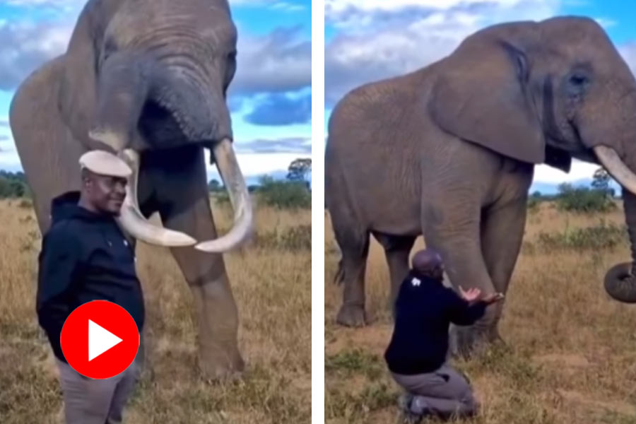 Elephant hides hat inside its mouth, video went viral