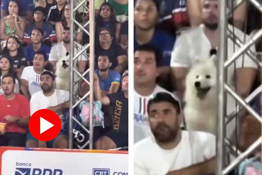 Viral video of dog watching beach tennis match