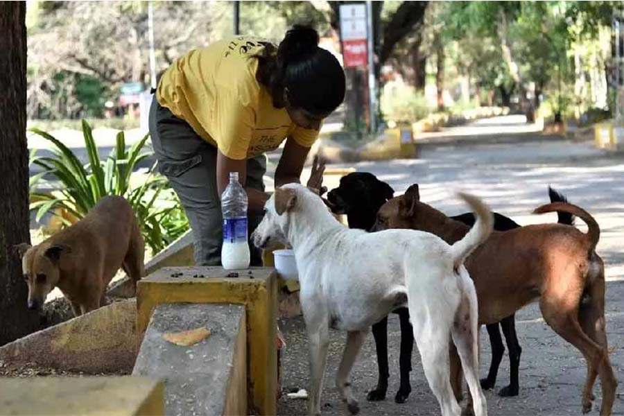 Calcutta High Court asks Municipalities to take measures of regarding feeding of stray dogs dgtl