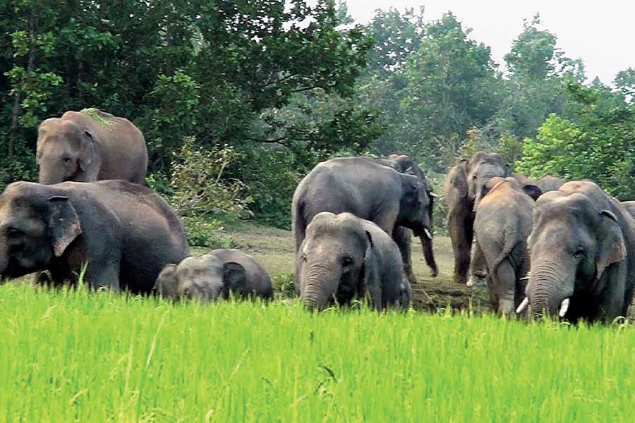 Herd of several elephants along with a calf enter Kharagpur town dgtld