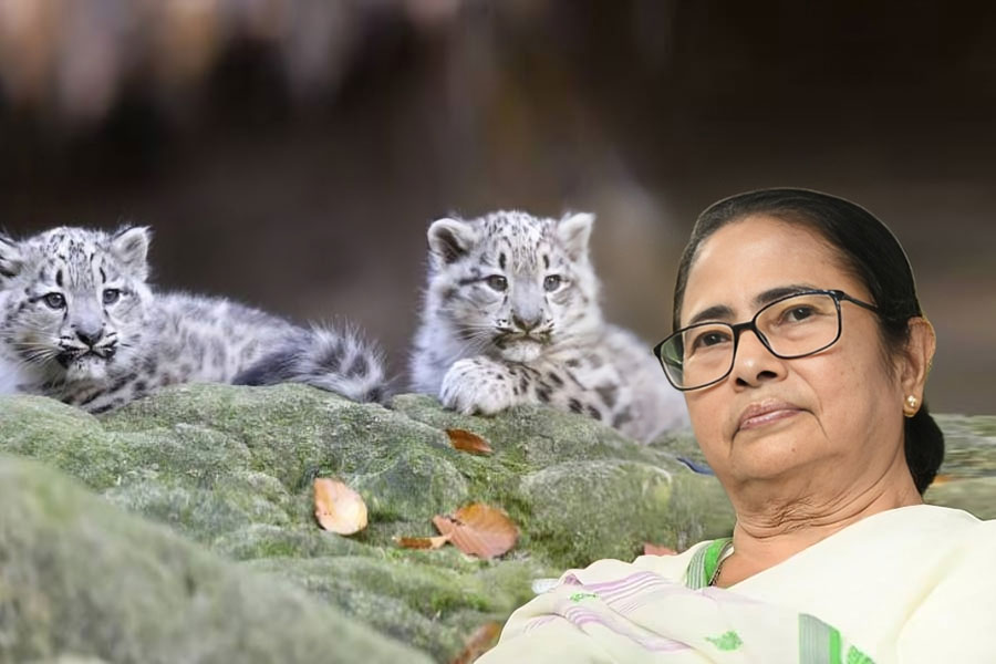 Mamata Banerjee