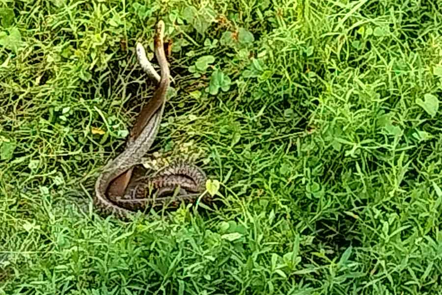 snake was seen inside the chamber of Deputy Commissioner of KMC