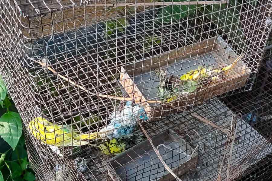 Few birds reportedly died at cage of forest department in Asansol dgtld