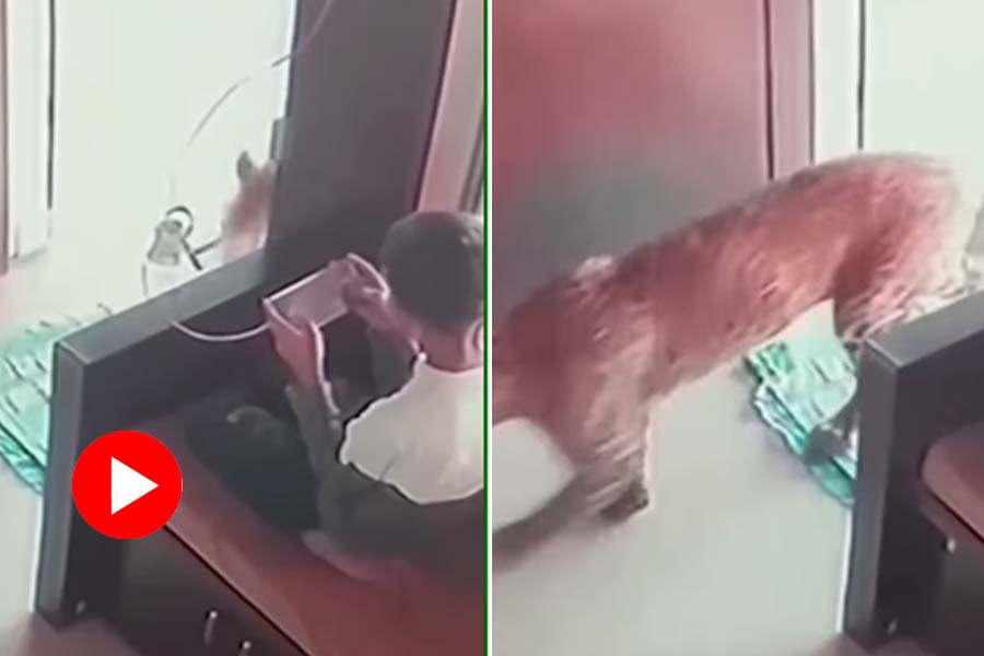 A leopard enters house when a boy seats with mobile there, what happens next