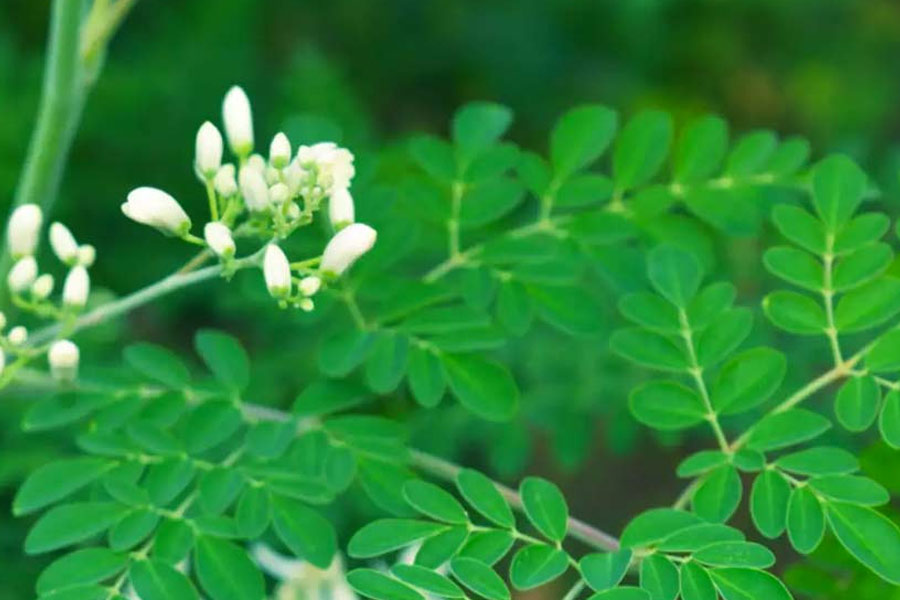 Moringa