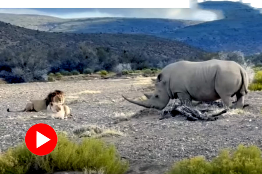 Video of lion, lioness and massive rhino at Sanbona Wildlife Reserve of South Africa