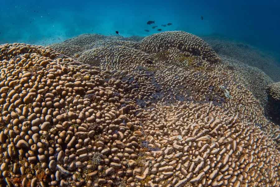 Scientists have identified the world’s largest coral in the Pacific Ocean 